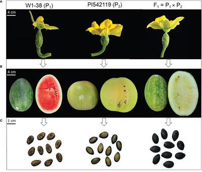 Primary mapping of quantitative trait loci regulating multivariate horticultural phenotypes of watermelon (Citrullus lanatus L.)